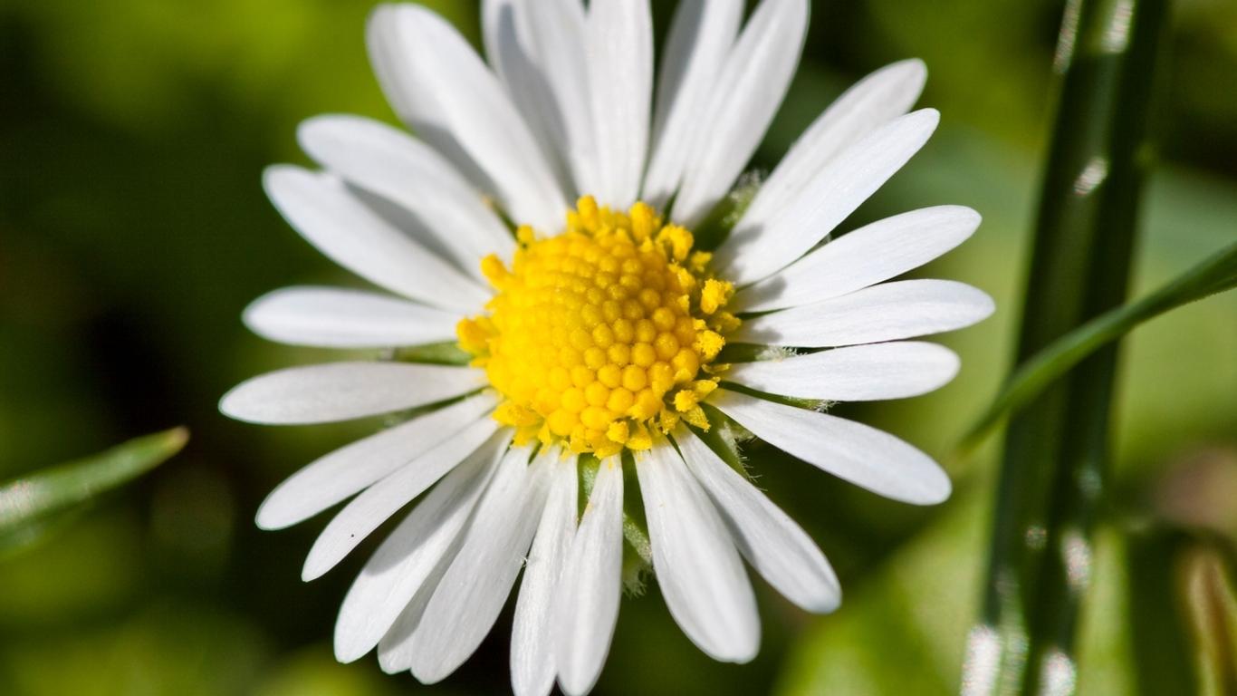 Blume