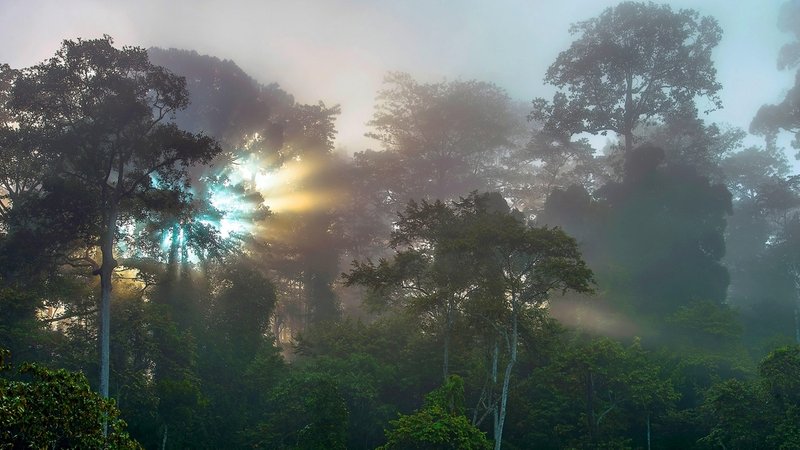 Tropischer Regenwald: Der Dschungel braucht Hilfe! Denn die Menschheit zerstört das einzigartige Ökosystem und seine enorme Artenvielfalt. Durch illegale Abholzung, Minen- und Staudammbau, Plantagen- und Weidewirtschaft.