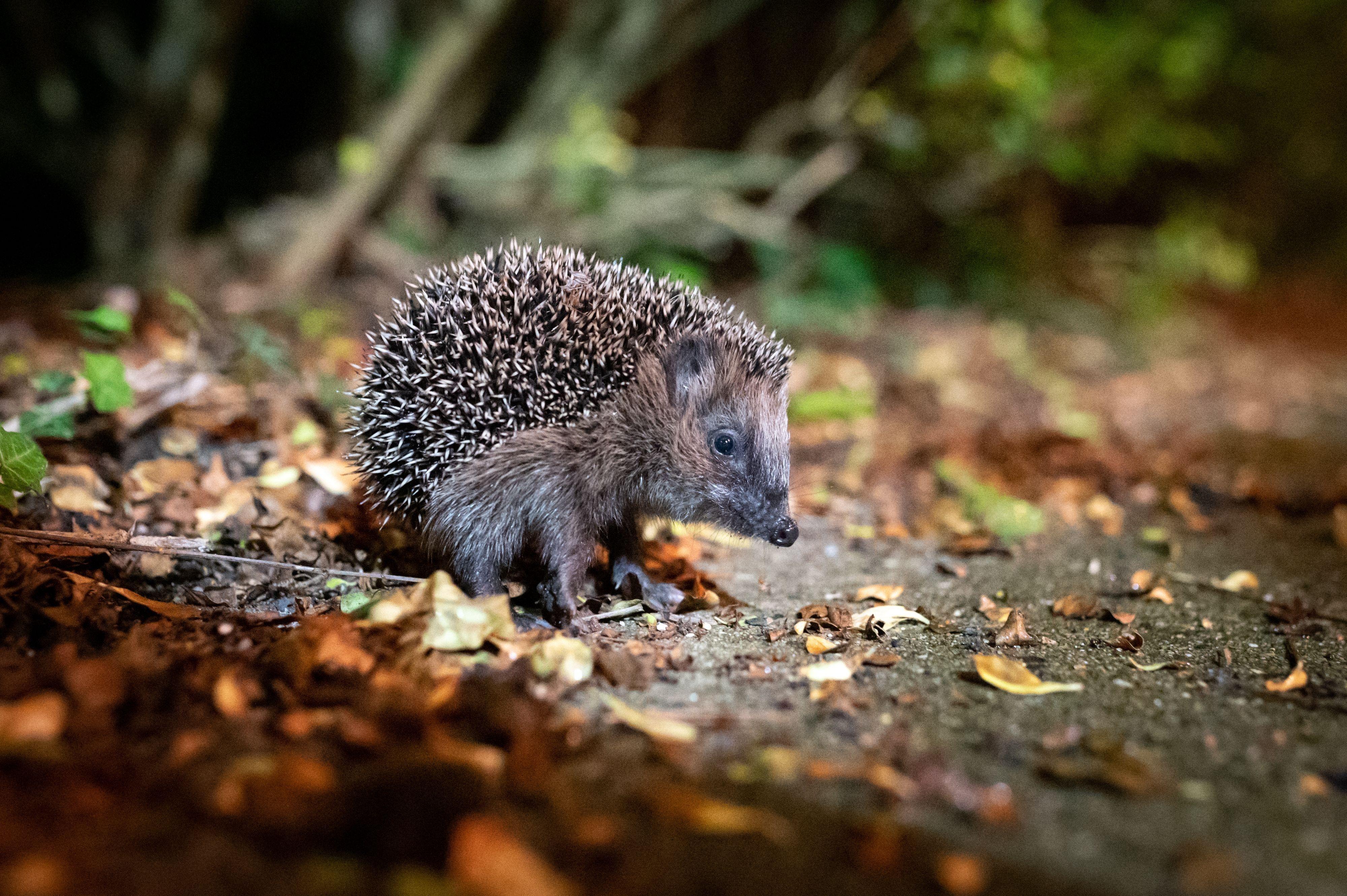 Igel im Herbstlaub