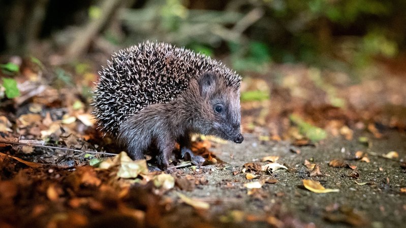 Igel im Herbstlaub | Bild: picture alliance/dpa | Jonas Walzberg Igel im Herbstlaub