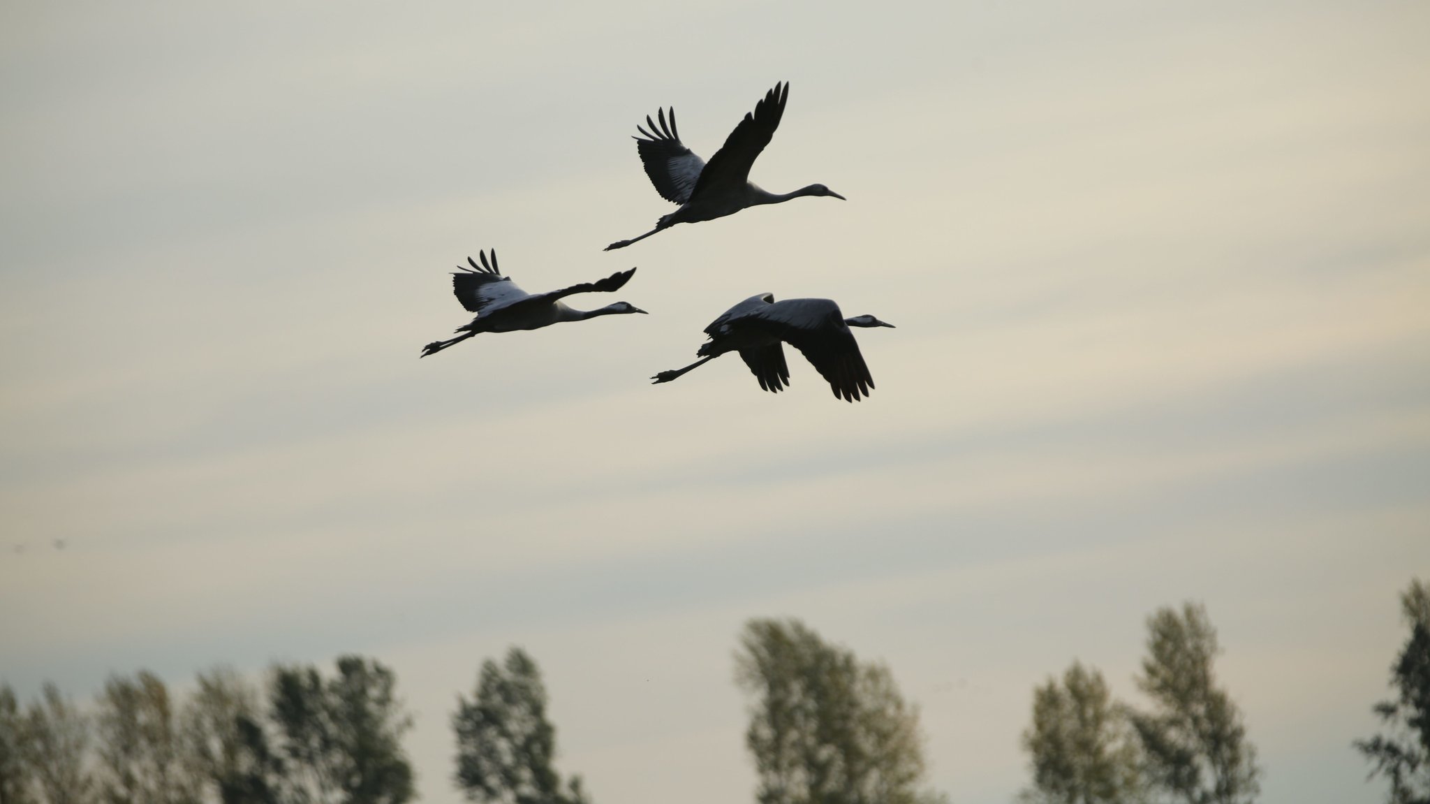 Drei Kraniche fliegen über Linum bei Brandenburg 