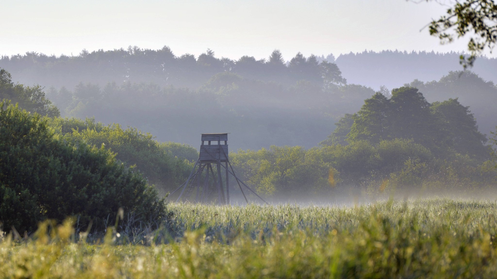 Wald mit Feldrand in der Oberpfalz