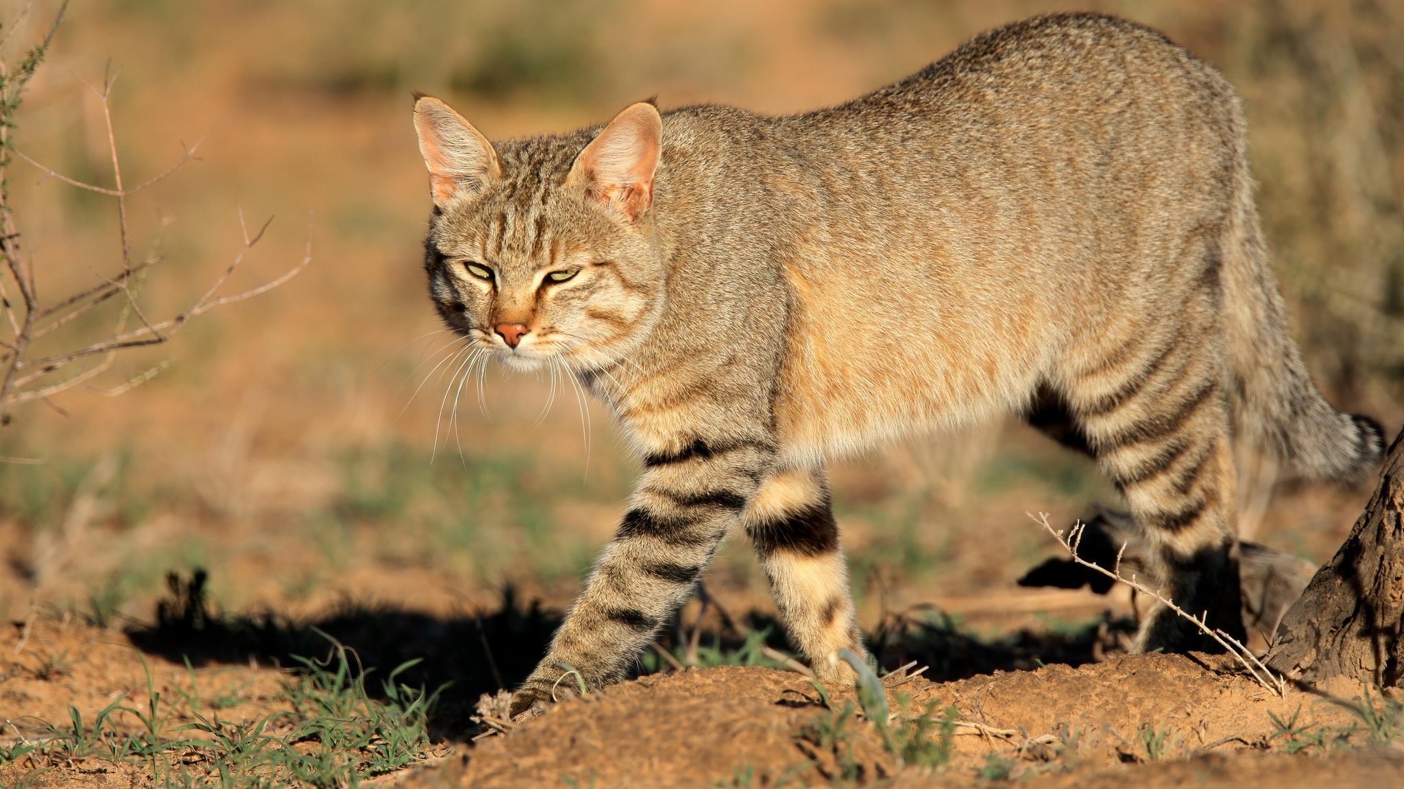 Wild- und Hauskatzen: Der Paarungsdruck steigt