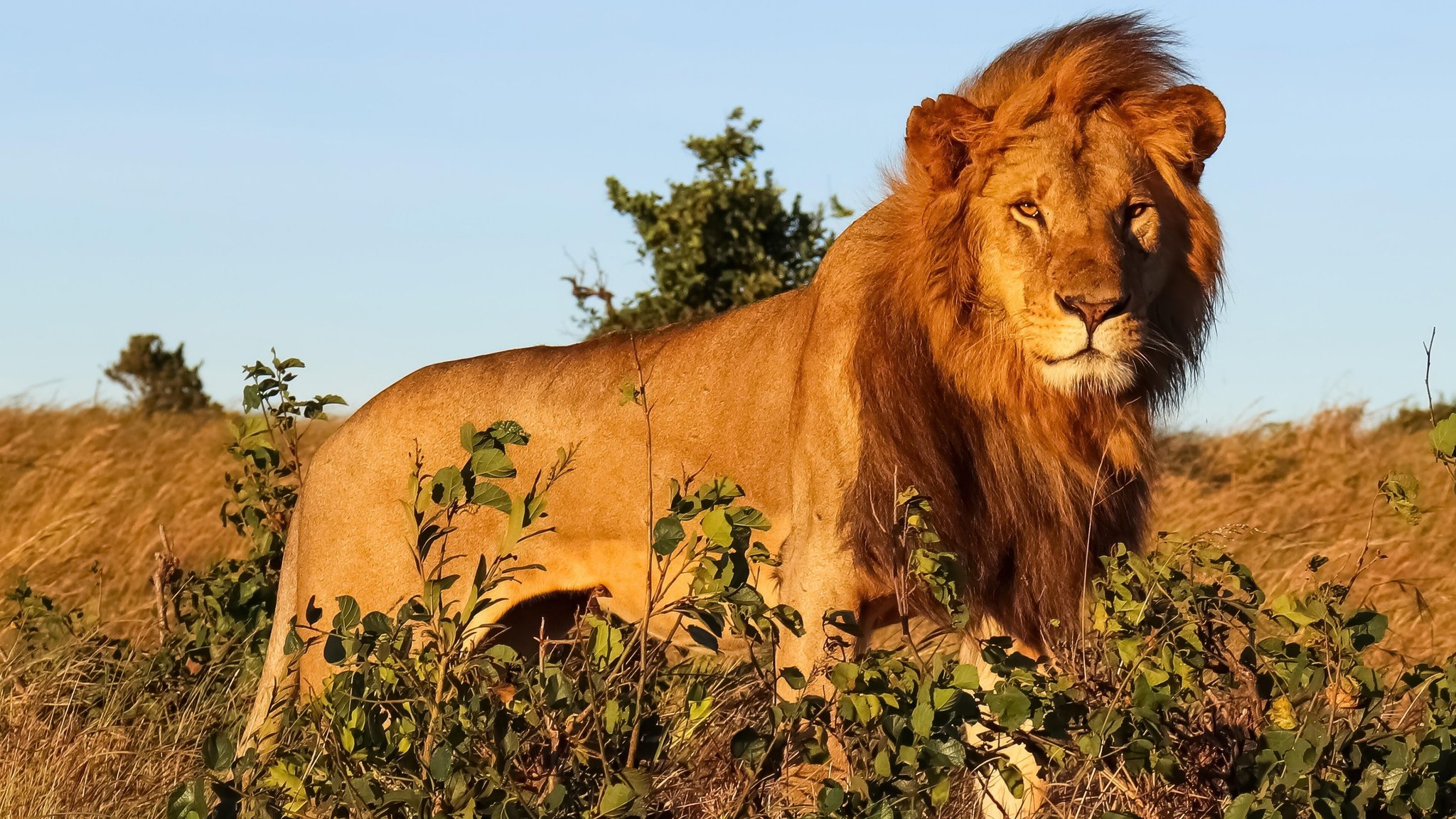 Ein Löwe steht in der afrikanischen Savanne. 