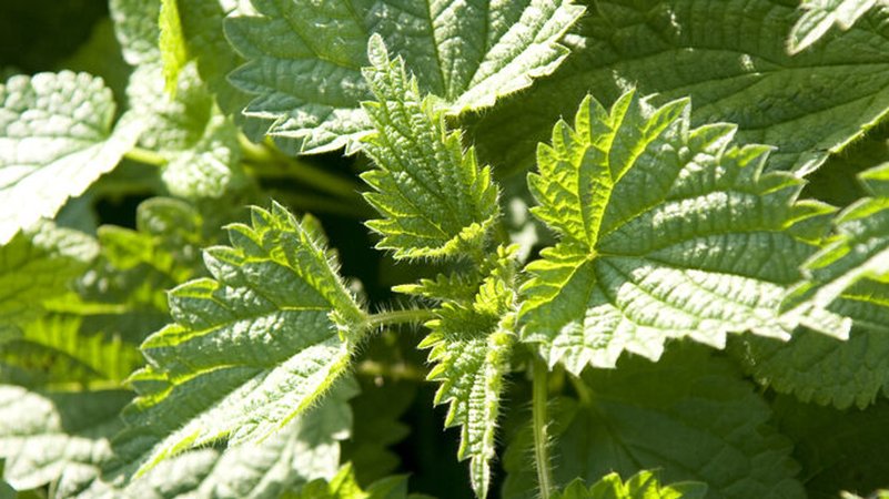 Brennnessel, Brennnesselgewächs, Nessel, Pflanze, Blatt, Blätter, Heilpflanze, Heilkraut, Heilkräuter, Unkraut, Natur, Brennnesseltee. | Bild: BR/Natasha Heuse Brennnessel, Brennnesselgewächs, Nessel, Pflanze, Blatt, Blätter, Heilpflanze, Heilkraut, Heilkräuter, Unkraut, Natur, Brennnesseltee.