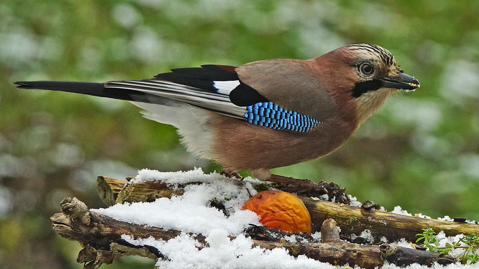Immer Mehr Eichelhaher Uberwintern In Bayern Br24