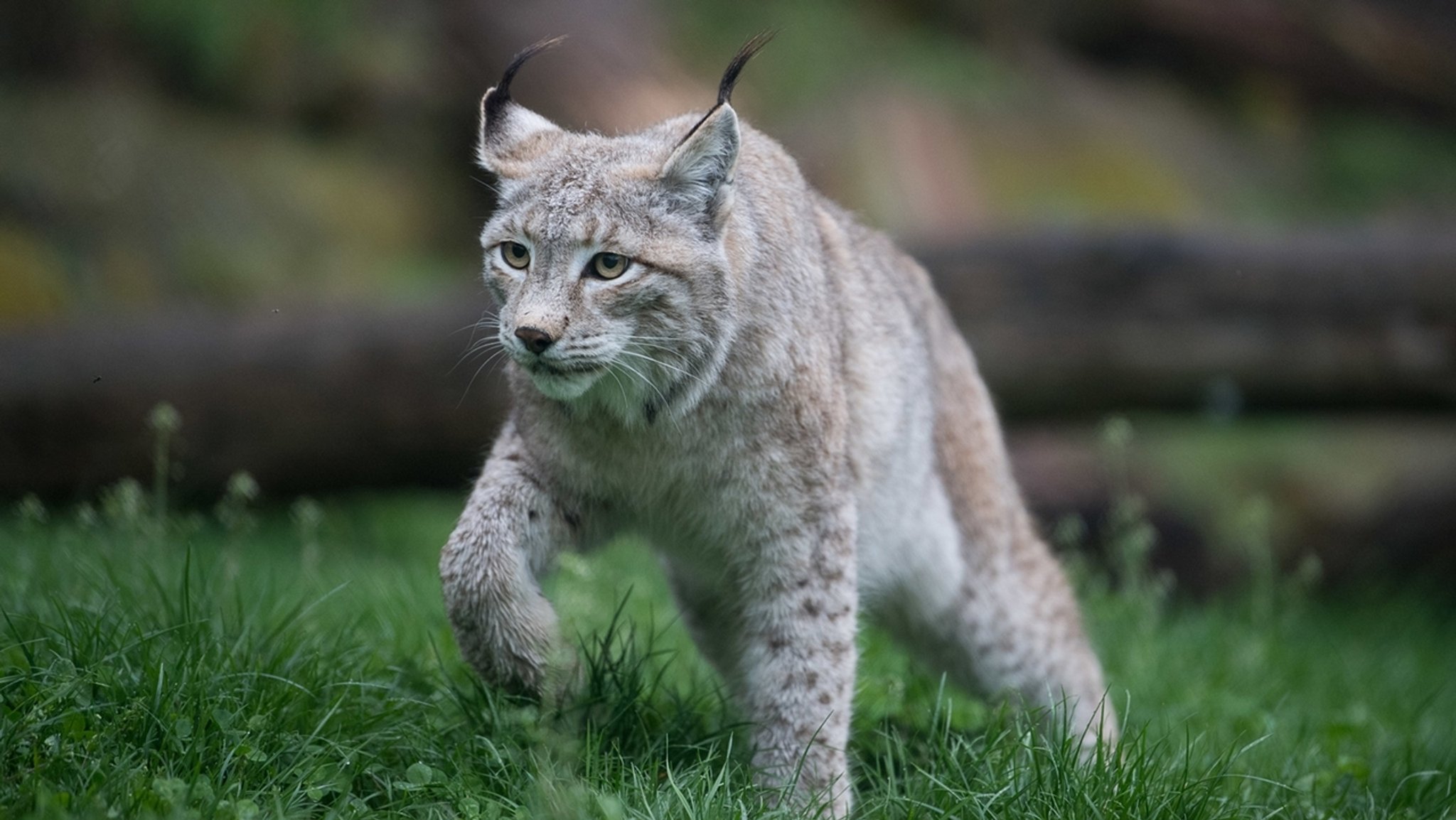 Eurasischer Luchs