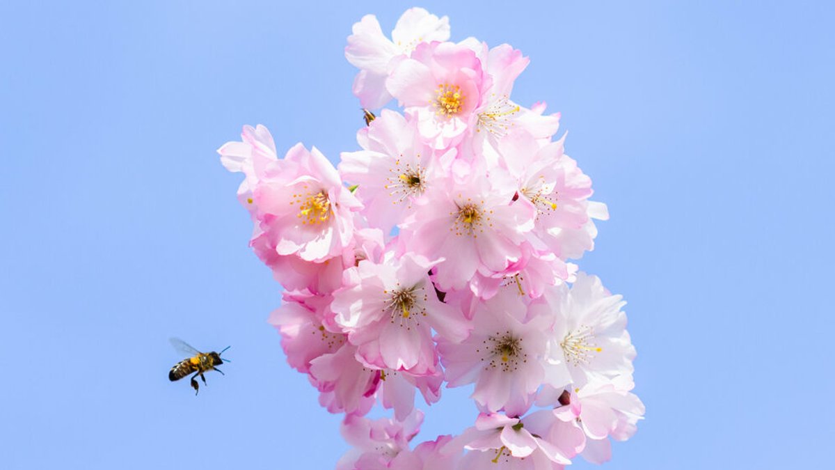 Eine Biene fliegt neben einem blühenden Kirschbaum.