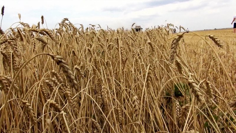 Getreideähren | Bild: Bayerischer Rundfunk 2024 Getreideähren