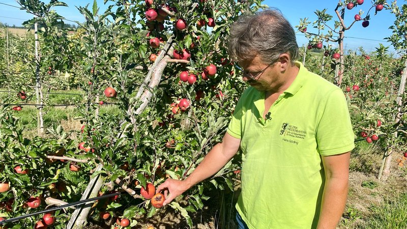 Hans Göding vom Lehr- und Beispielsbetrieb des Bezirks Niederbayern in Deutenkofen bei Landshut zeigt schadhaftes Obst.