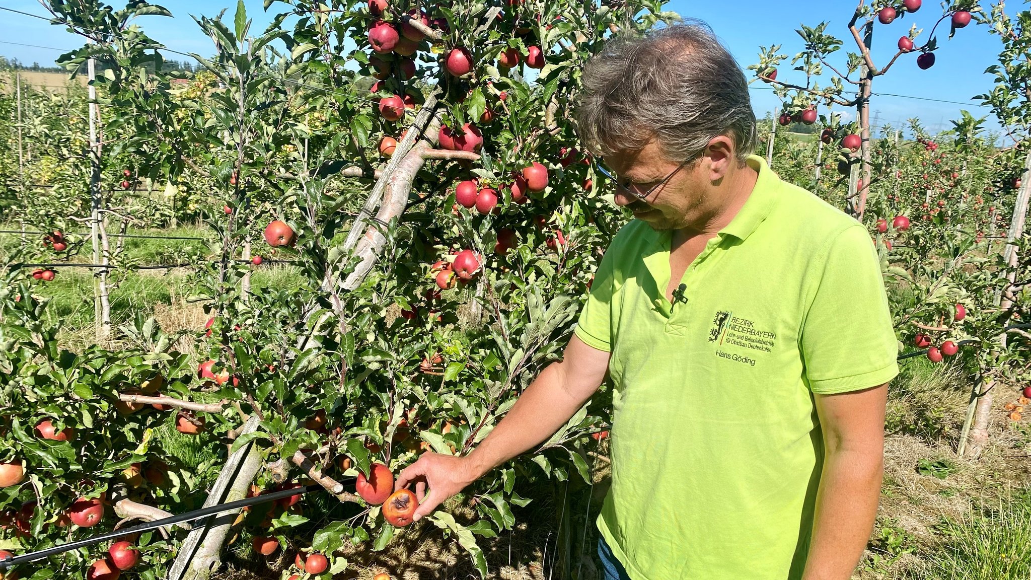 Abschied von James Grieve & Cox Orange? Hitze stresst Obstbäume