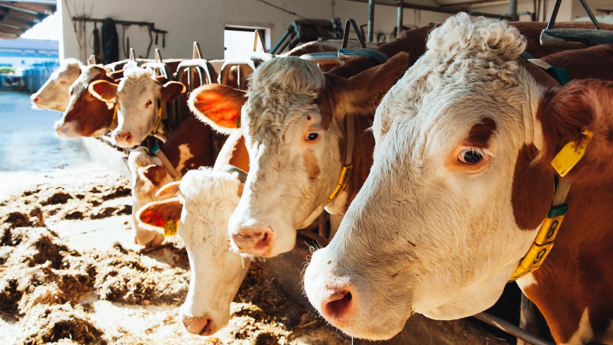 Die Anbindehaltung soll verboten werden. Kühe fixiert im Stall zu halten, gilt als nicht artgerecht. Doch was bedeutet das Ende dieser Praxis?