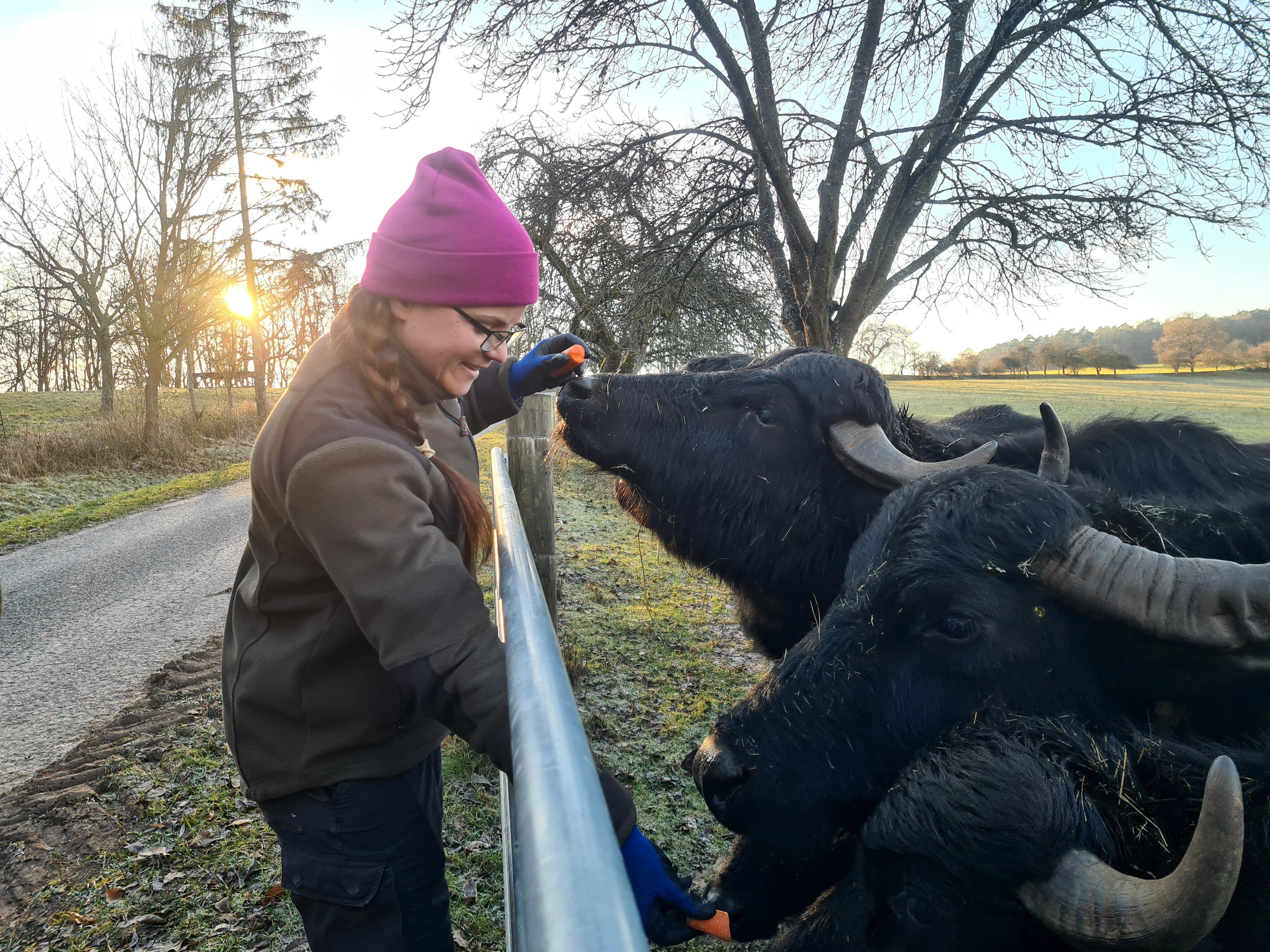 Landwirtin Selina Tausch versorgt ihre Wasserbüffel.