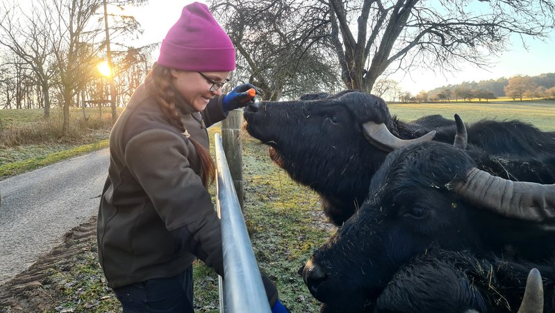 Landwirtin Selina Tausch versorgt ihre Wasserbüffel. | Bild: BR/Conny Kleinschroth Landwirtin Selina Tausch versorgt ihre Wasserbüffel.