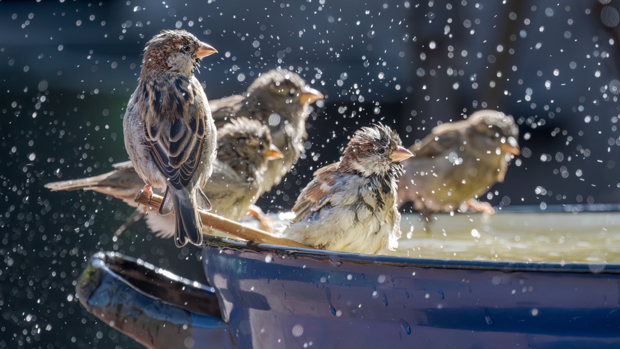 Vogelzählung: Rückgang bei Spatzen, Mauerseglern und Schwalben