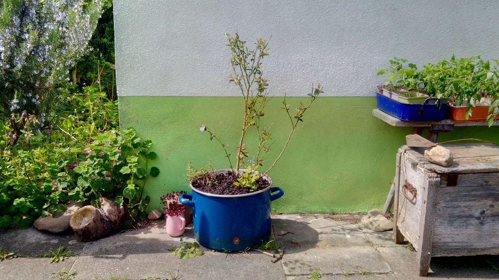 Email-Topf mit jungem Heidelbeerstrauch steht an einer Hauswand, links davon wächst ein Rosmarin, rechts stehen Jungpflanzen auf einer Bank