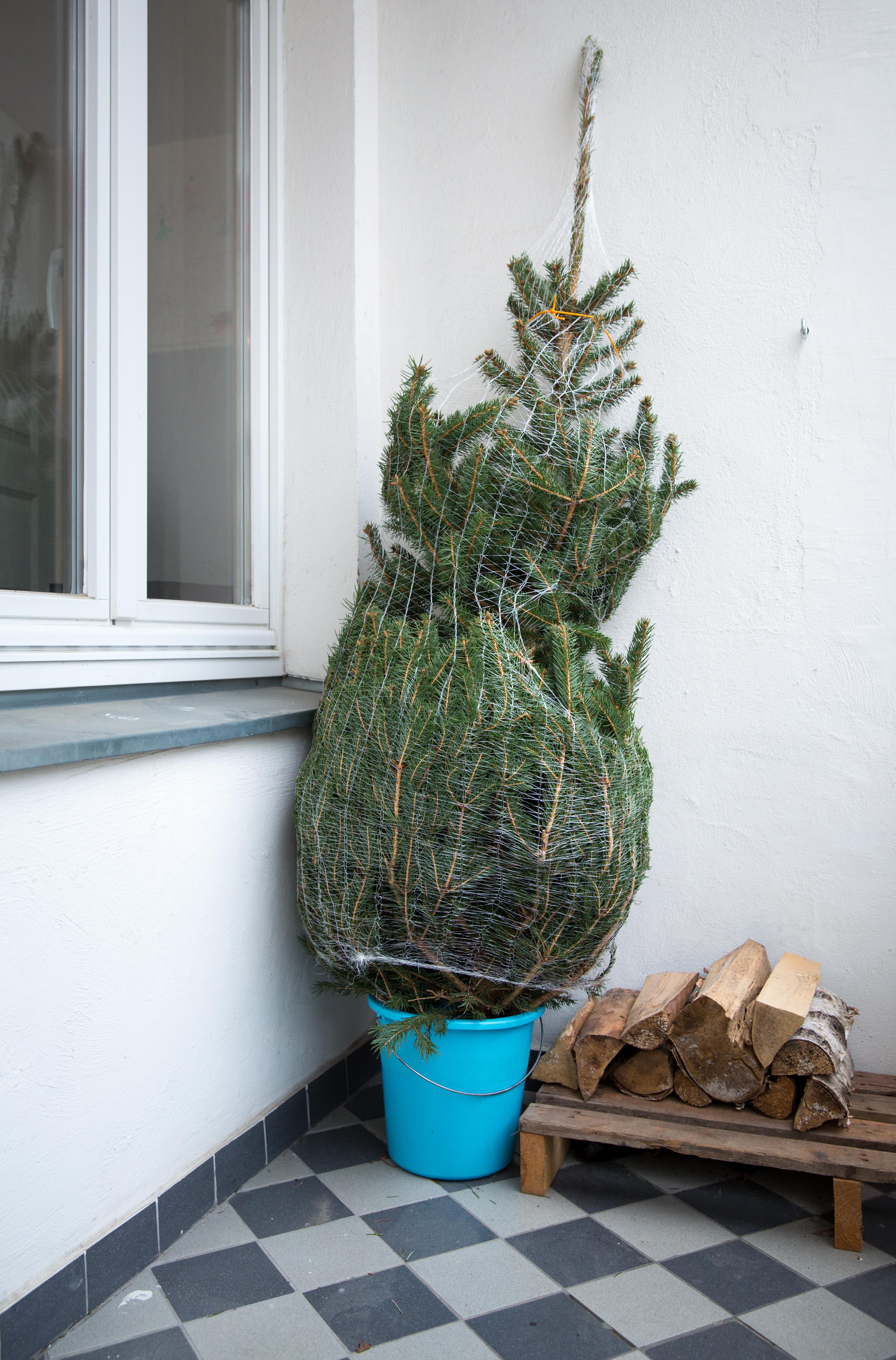 Ein zugebundener Tannenbaum steht in einem blauen Eimer auf dem Balkon