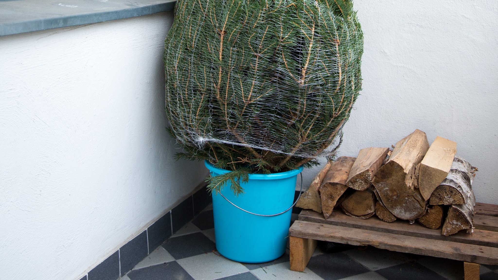 Ein zugebundener Tannenbaum steht in einem blauen Eimer auf dem Balkon