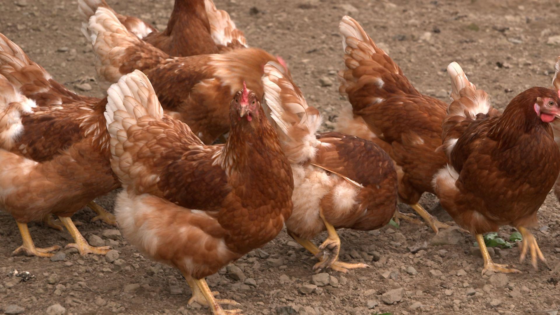 Immer mehr Verbraucher wollen heimische Freiland- und Bioeier. Pro Kopf sind es 249 Stück im Jahr. Aber in Bayern werden rein rechnerisch gerade mal 88 Eier je Einwohner erzeugt. Bayern bräuchte also deutlich mehr Bauern, die Legehennen halten.