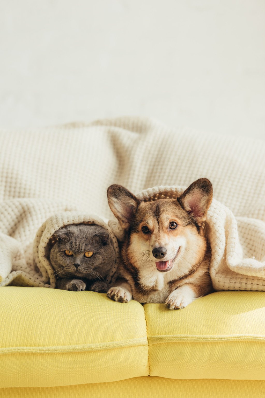 Katze und Hund liegen frontal auf einem gelben Sofa und sind mit einer beigen Decke bis zum Kopf zugedeckt