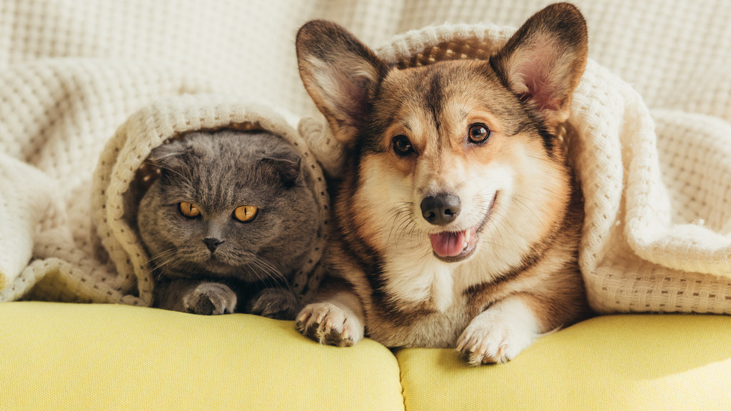 Katze und Hund liegen frontal auf einem gelben Sofa und sind mit einer beigen Decke bis zum Kopf zugedeckt
