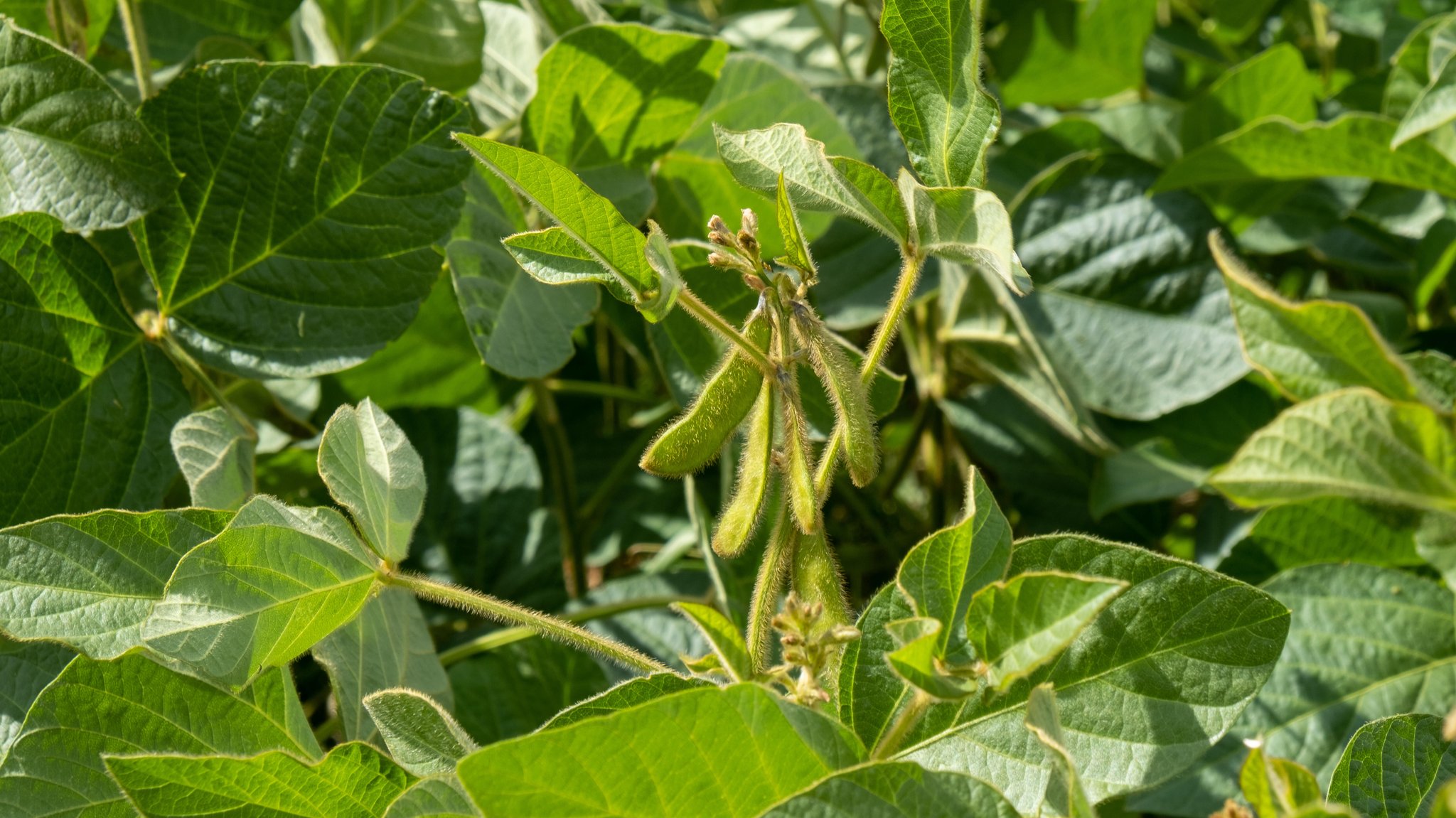 Sojabohnen (Symbolbild)