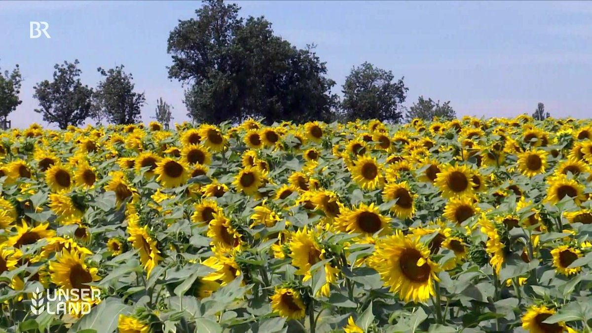 Bio-Sonnenblumenkerne: Anbau und Ernte