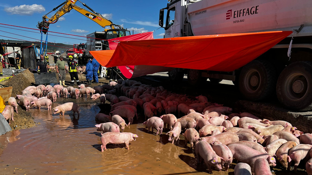 Schweinetransporter auf A3 verunfallt