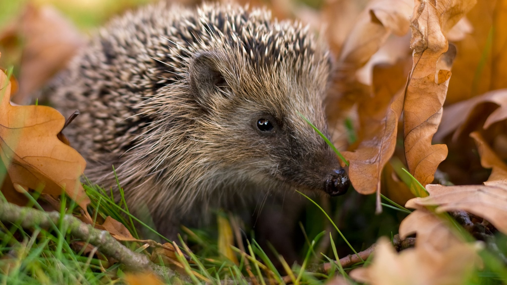 Milder Winter – Stress für Tiere und Pflanzen 