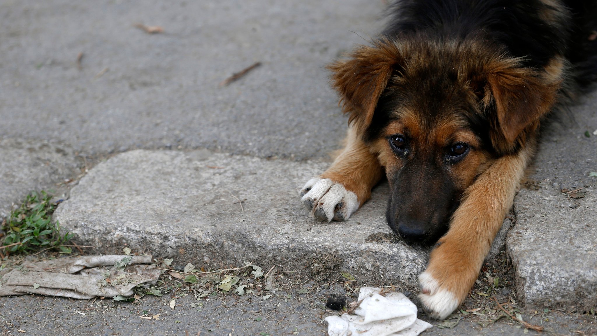 Hund liegt auf der Straße.