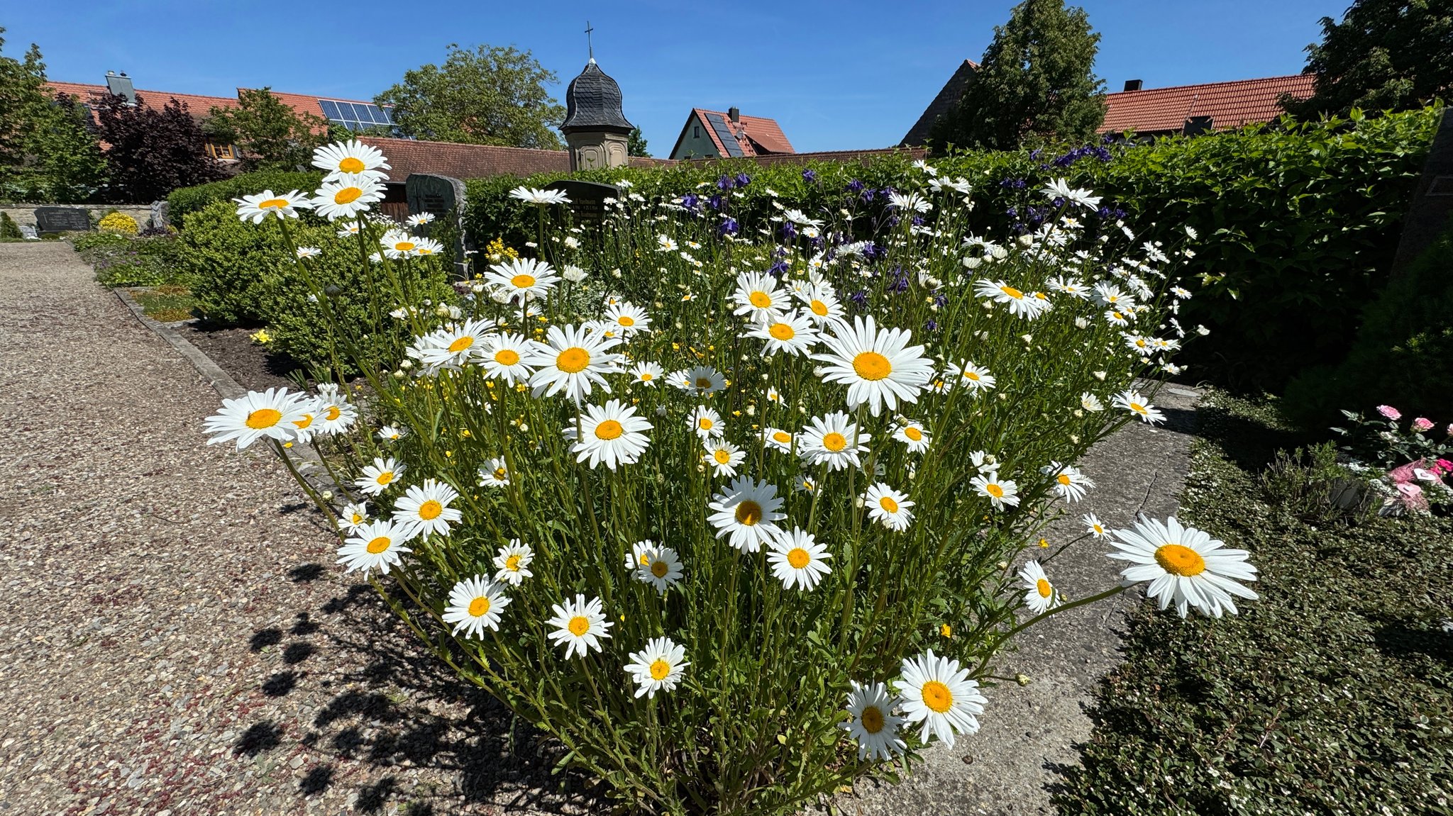 Auf dem Friedhof in Wiesenbronn im Landkreis Kitzingen bepflanzen sie leere Gräber und sorgen so für Artenvielfalt. | Bild: BR/Leon Willner Auf dem Friedhof in Wiesenbronn im Landkreis Kitzingen bepflanzen sie leere Gräber und sorgen so für Artenvielfalt.