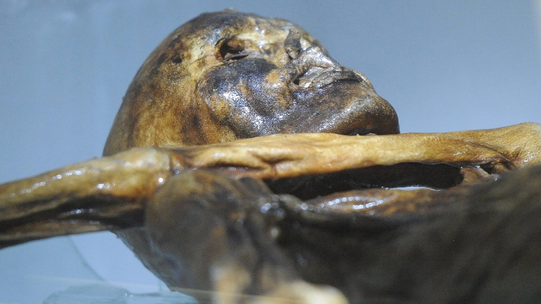 Gletschermumie Ötzi 