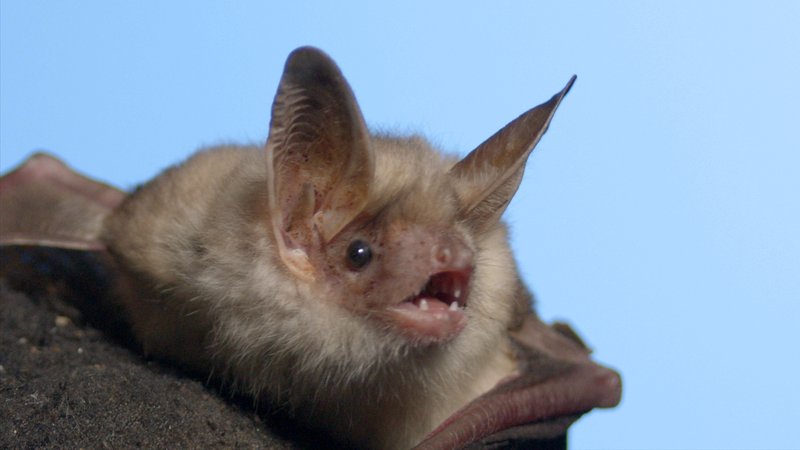 Kleine Mausohren können über 20 Jahre alt werden und fressen am liebsten Motten und Laubheuschrecken. | Bild: Blue Paw Artists Kleine Mausohren können über 20 Jahre alt werden und fressen am liebsten Motten und Laubheuschrecken.