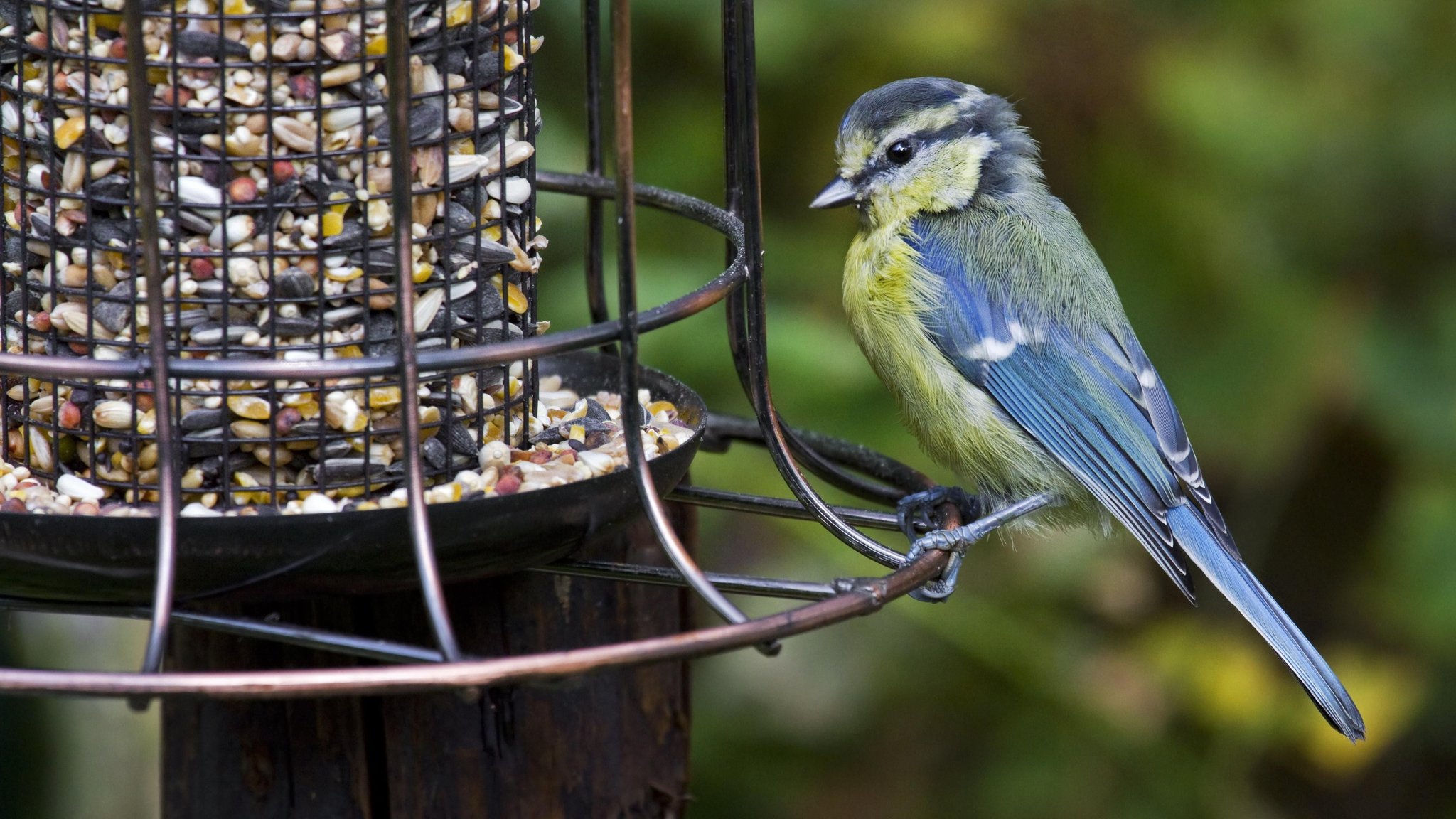 Blaumeise am Vogelfutterhäuschen im Garten