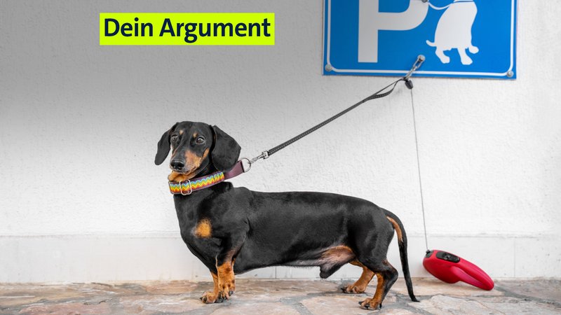 Ein Dackel wartet angeleint vor einer weißen Wand unter einen Parkschild für Hunde. | Bild: stock.adobe.com/Irina Ein Dackel wartet angeleint vor einer weißen Wand unter einen Parkschild für Hunde.
