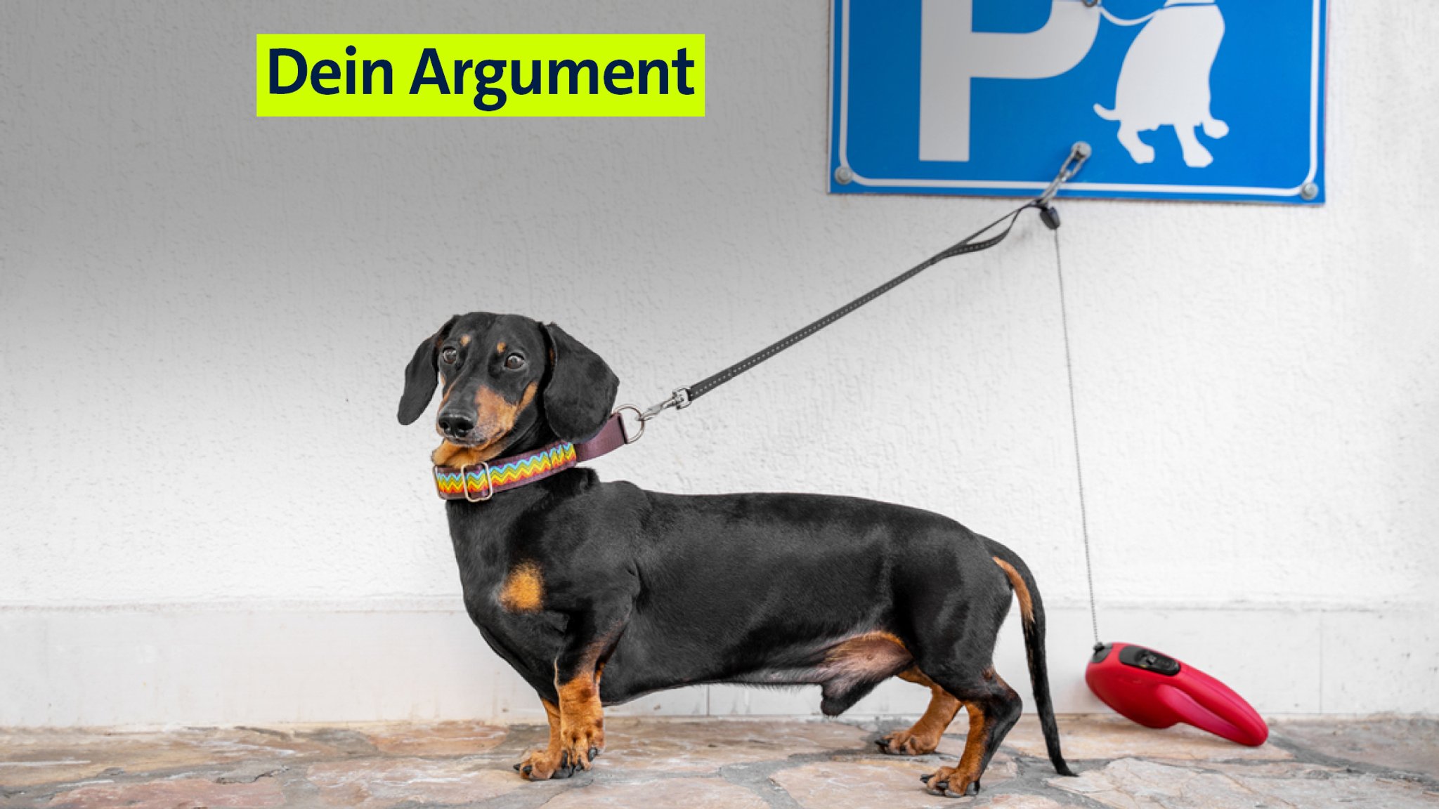 Ein Dackel wartet angeleint vor einer weißen Wand unter einen Parkschild für Hunde. | Bild: stock.adobe.com/Irina Ein Dackel wartet angeleint vor einer weißen Wand unter einen Parkschild für Hunde.