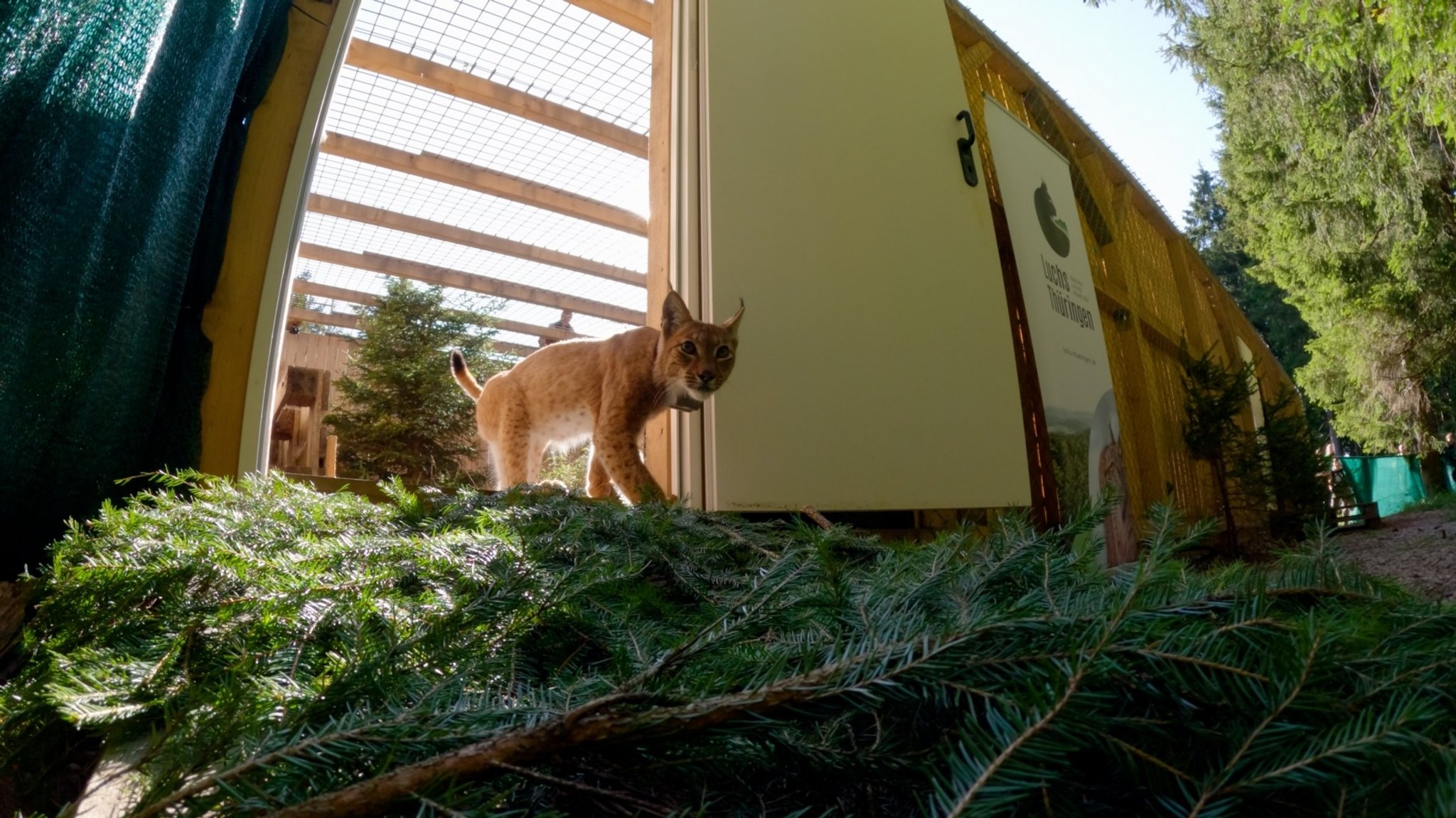 Der Luchs schleicht sich aus seinem Gehege in den Wald. 