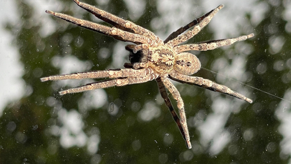 Eine Nosferatu-Spinne sitzt auf einem Autodach.