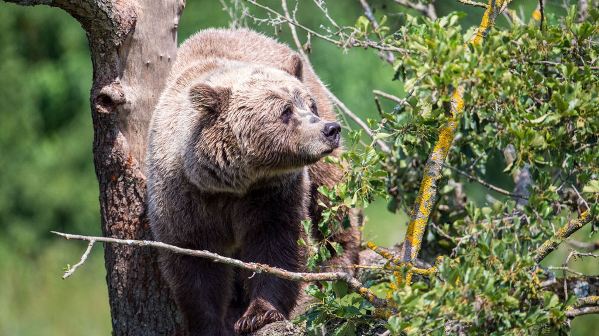 ARCHIV - 08.08.2018, Bayern, Poing: Ein Braunbär klettert im Gehege im Wildpark Poing auf einem Baum.