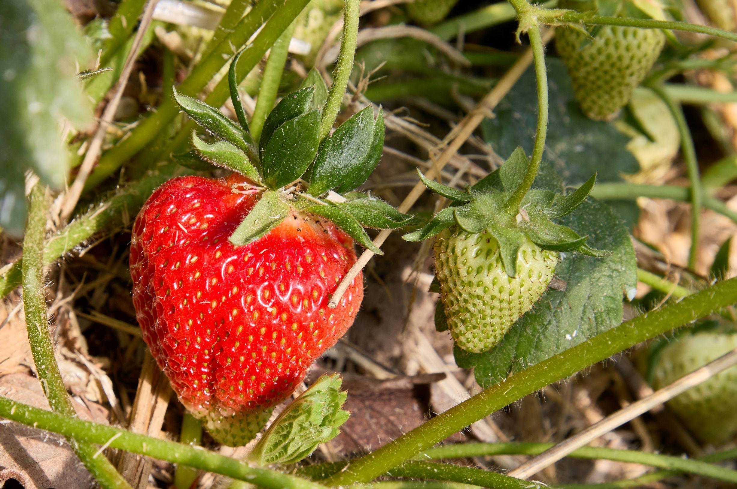 Reife und unreife Früchte