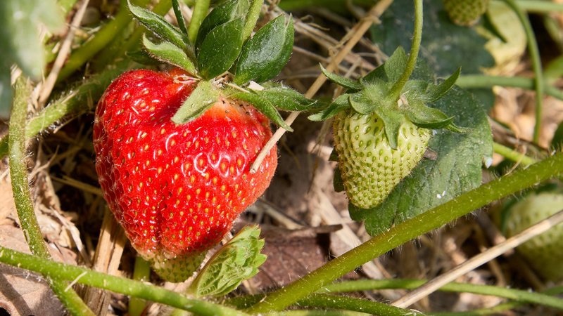 Reife und unreife Früchte | Bild: Picture alliance/dpa Reife und unreife Früchte