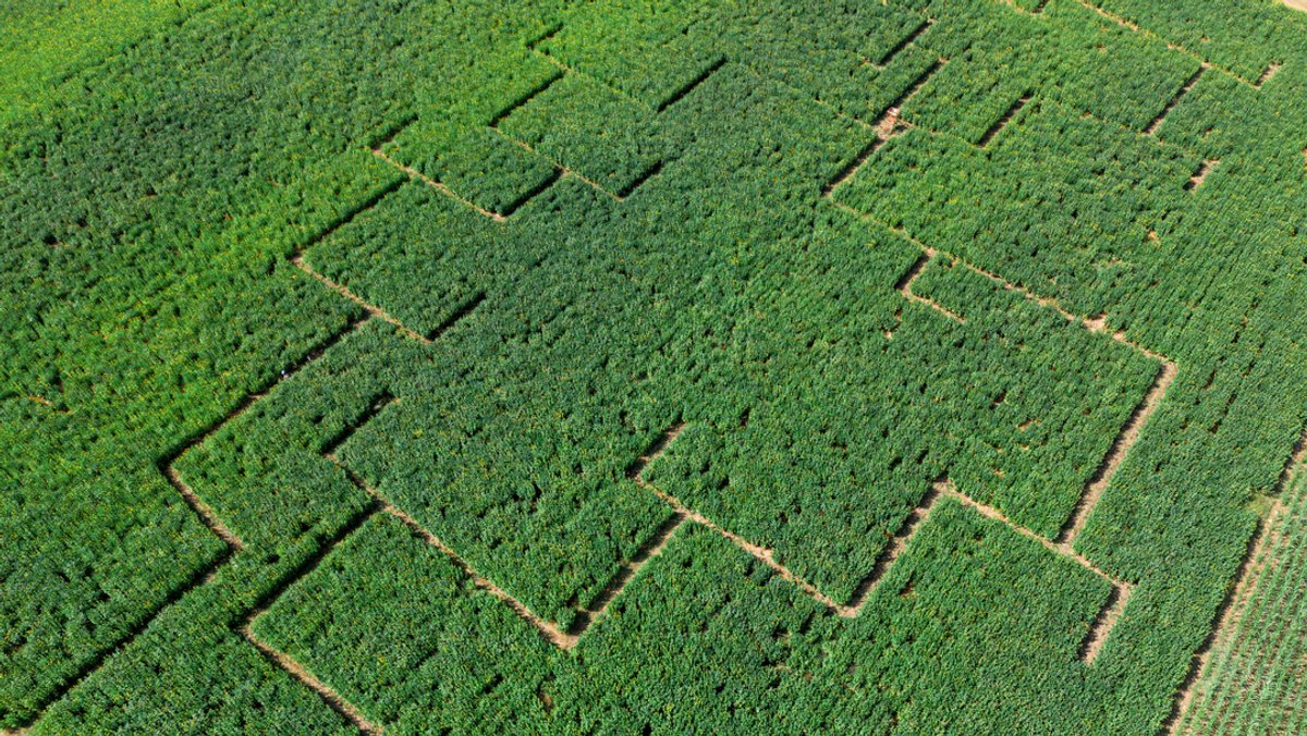 Luftaufnahme mit einer Drohne von einem begehbaren Labyrinth im Ahorntal.
