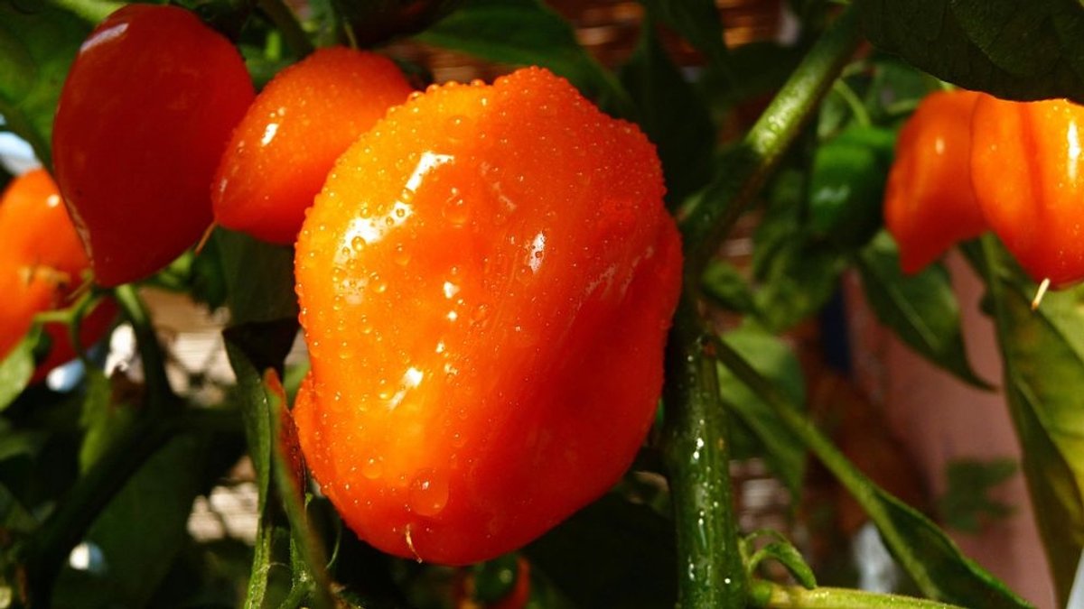 Paprikapflanze: Ein Patent auf klassisch gezüchtete Pflanzen darf es seit 2017 eigentlich nicht mehr geben. Trotzdem wurde eine Klage gegen ein Paprika-Patent vom Europäischen Patentamt zurückgewiesen. | Bild: picture alliance / Shotshop | Theresia Karanitsch Paprikapflanze: Ein Patent auf klassisch gezüchtete Pflanzen darf es seit 2017 eigentlich nicht mehr geben. Trotzdem wurde eine Klage gegen ein Paprika-Patent vom Europäischen Patentamt zurückgewiesen.