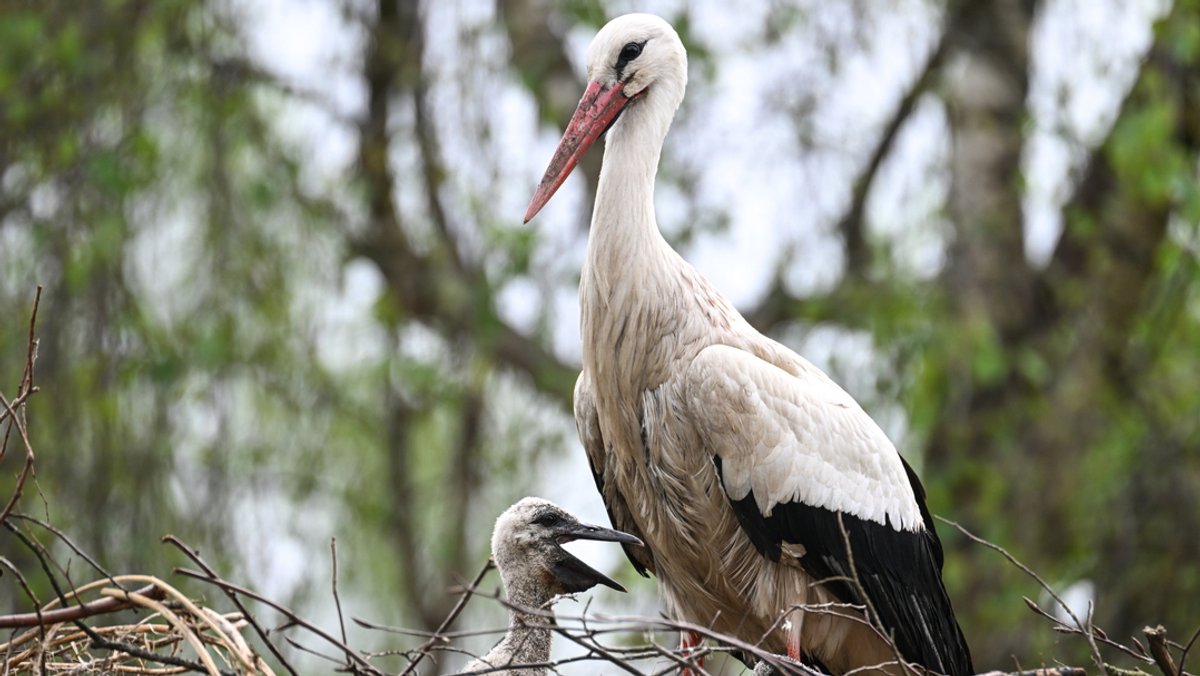 Ein Storch und sein Nachwuchs stehen in ihrem Nest (Symbolbild).