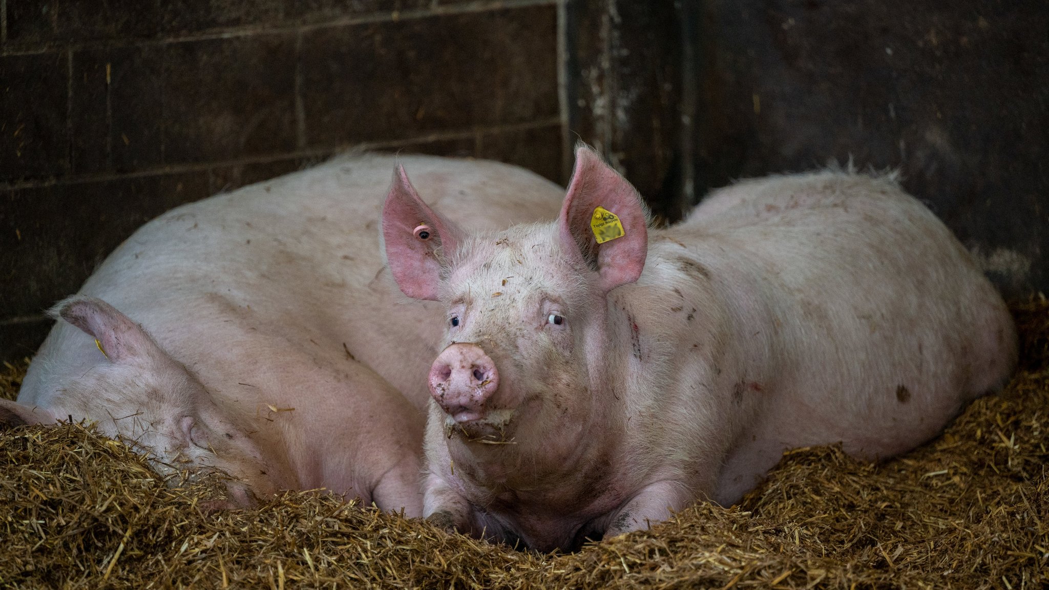 Gesetzesentwurf: Weniger Bürokratie, mehr Tierwohl?