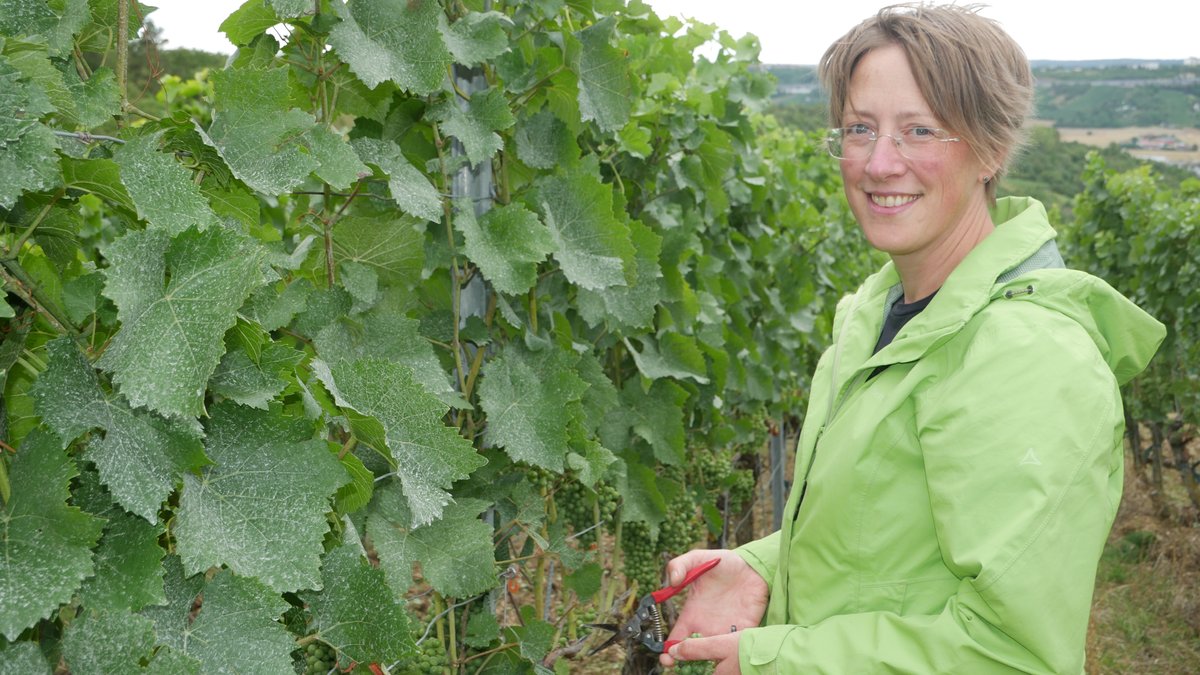 Winzerin Beate Leopold vom Weinbauring Franken teilt die Trauben, damit sie nicht faulen und besser wachsen können. 
