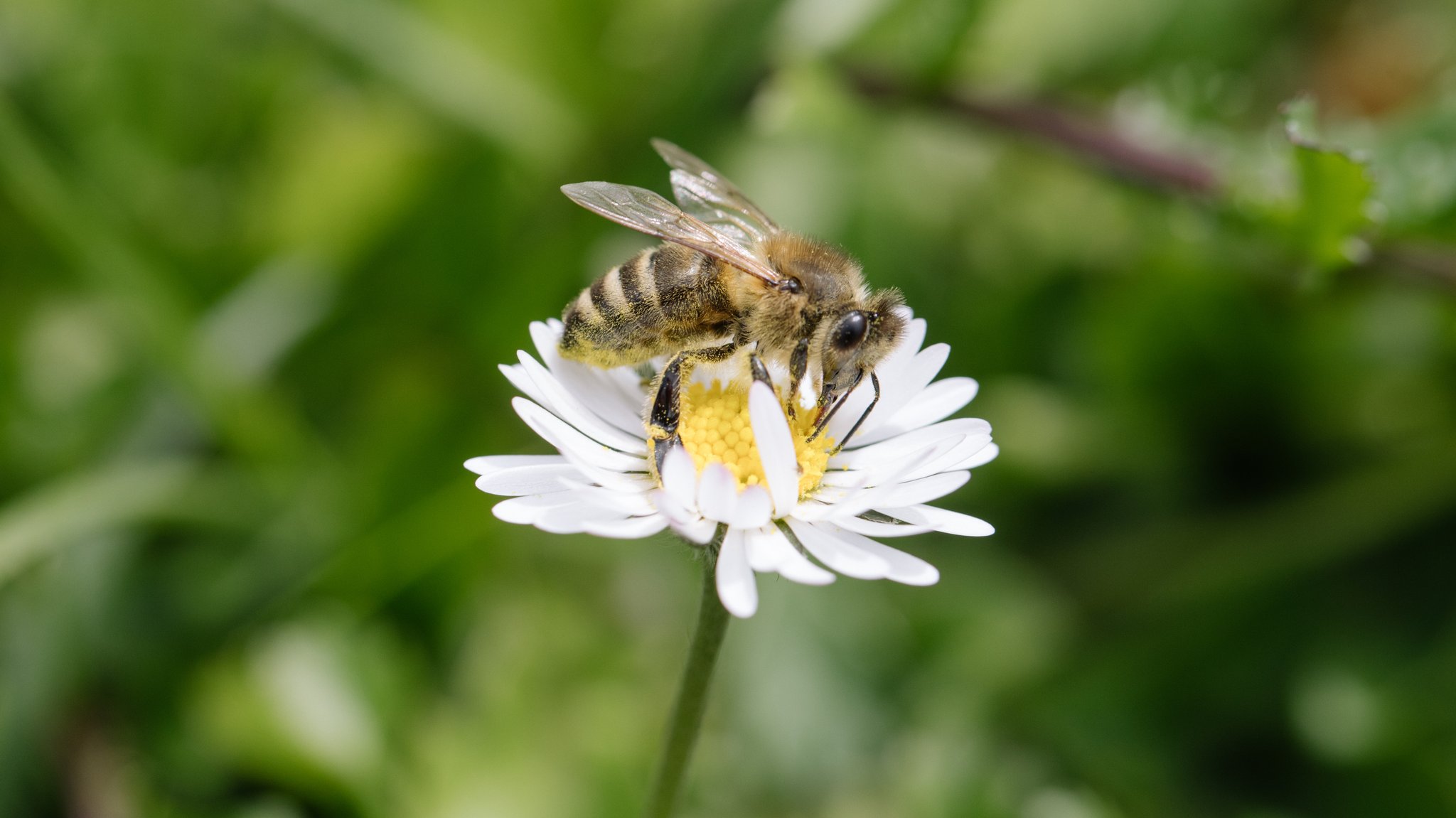 (Symbolbild) Eine Biene auf einem Gänseblümchen.