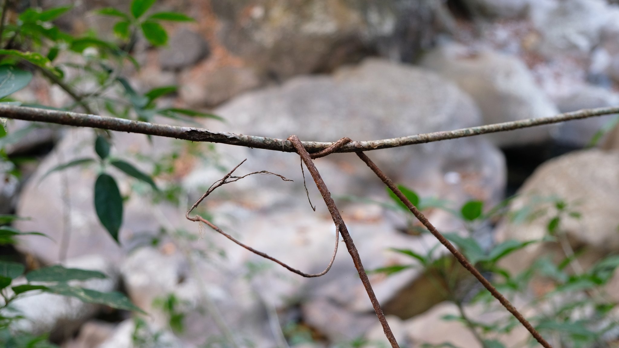 Eine junge und eine etwas ältere Luftwurzel des Gummibaums Ficus elastica wurden zu einem Netzwerk verknotet, wodurch sie sich verkürzen und straffen. Später werden die Wurzeln an dieser Stelle miteinander verwachsen.