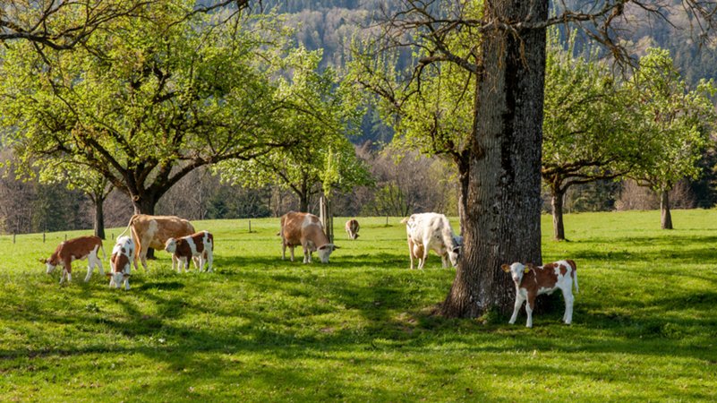 Kühe mit ihren Kälbern auf einer Weide.
