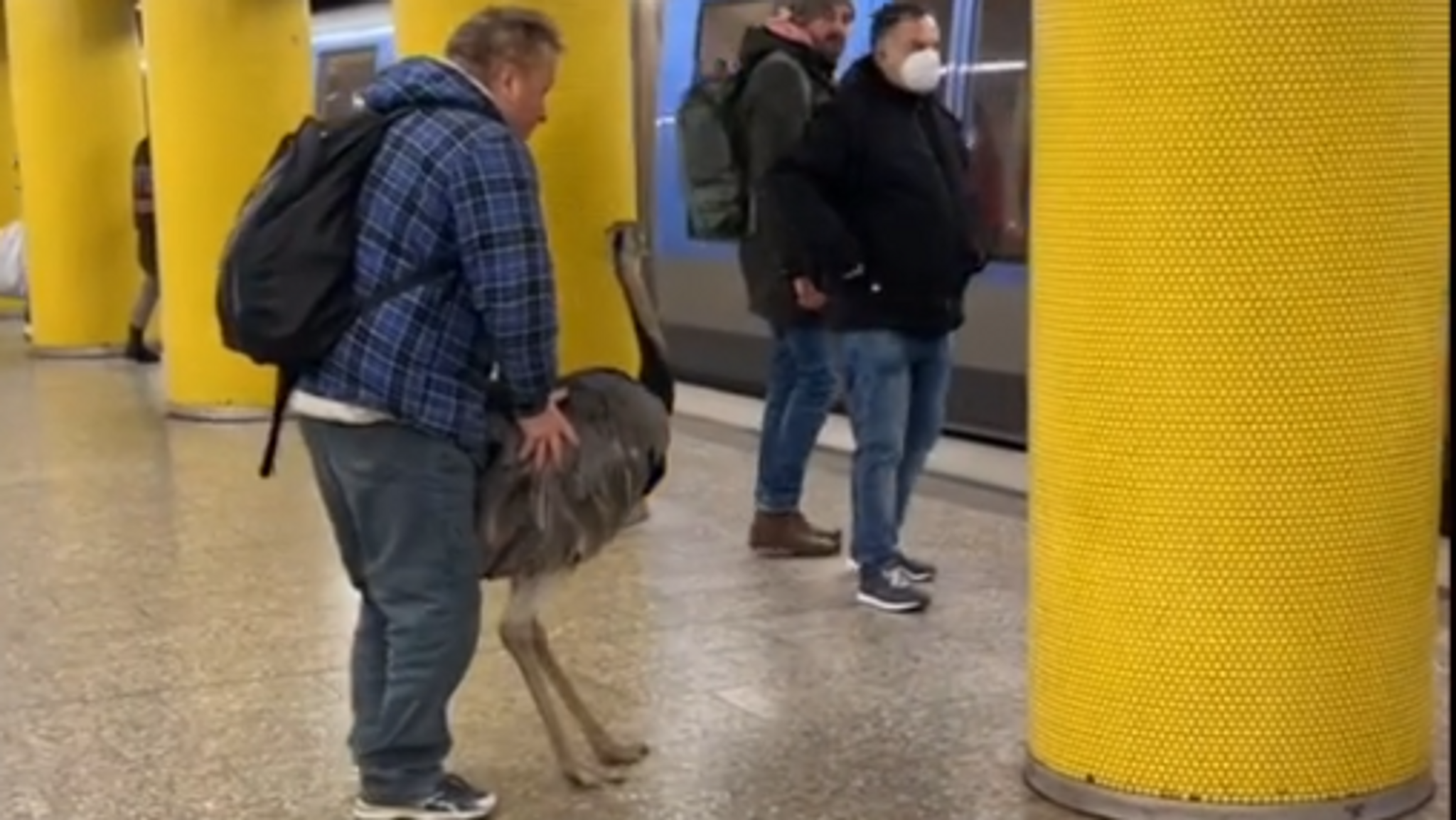 Der Besitzer des Vogels, Janez Cetin, versucht den Nandu in die U-Bahn zu schieben.